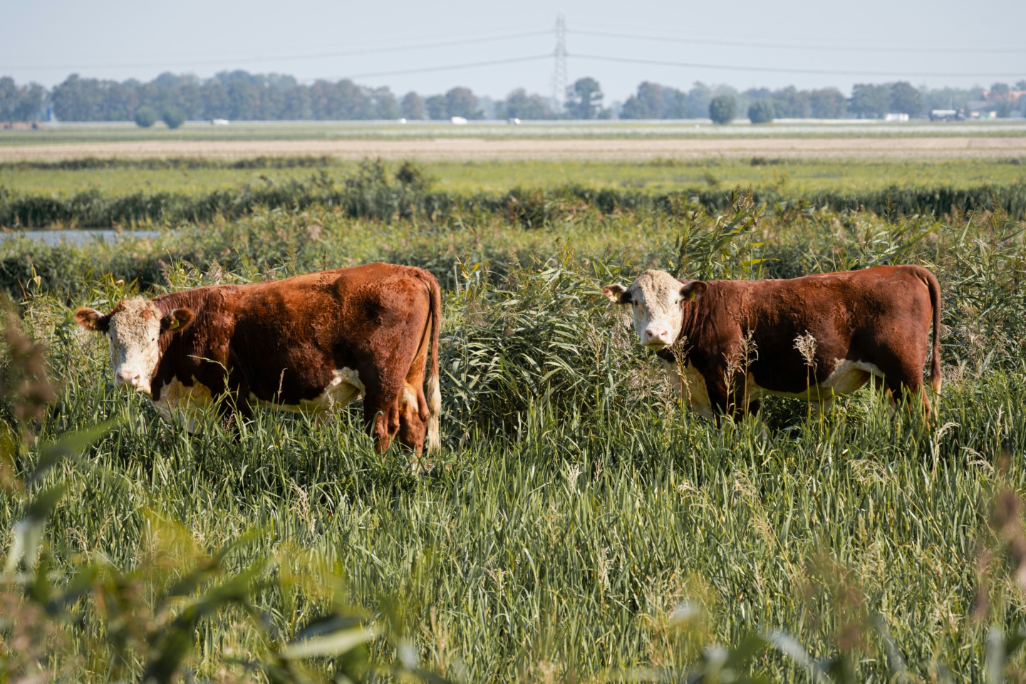 markt_braderie_flevoland