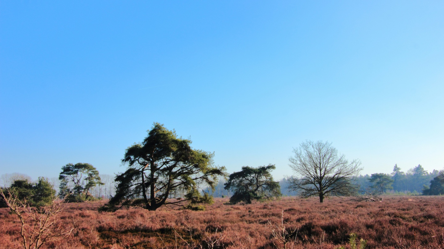 markt_braderie_drenthe