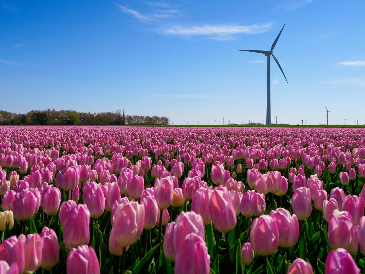 flevoland_markt